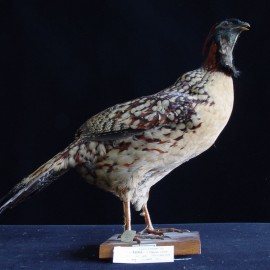 黄腹角雉 黄腹角雉