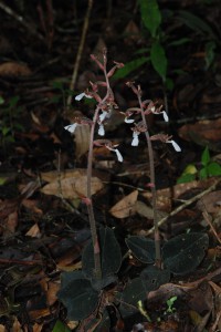 长片金线兰 长片金线兰