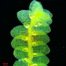 高氏唇鳞苔 高氏唇鳞苔