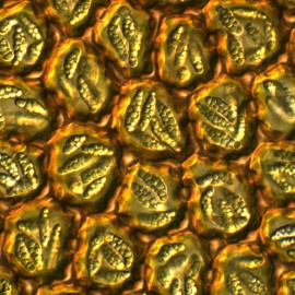 三齿尾鳞苔 三齿尾鳞苔