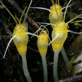 贡山水玉杯 贡山水玉杯
