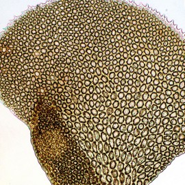 白边唇鳞苔 白边唇鳞苔