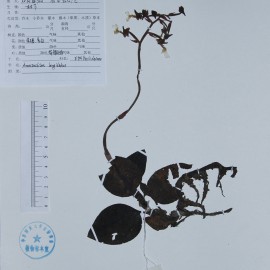 长片金线兰 长片金线兰