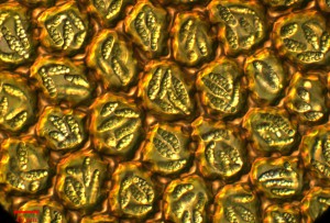 Caudalejeunea tridentata