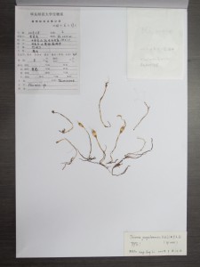 Thismia gongshanensis